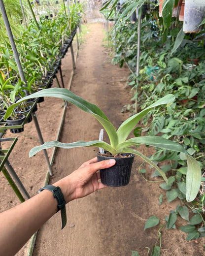 Paphiopedilum Liemianum x Gigantifolium