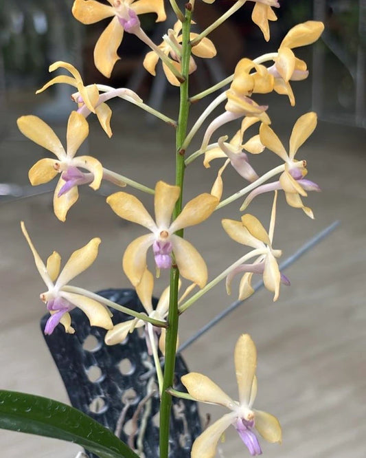 Vanda Testacea Ustii (Double) orchid