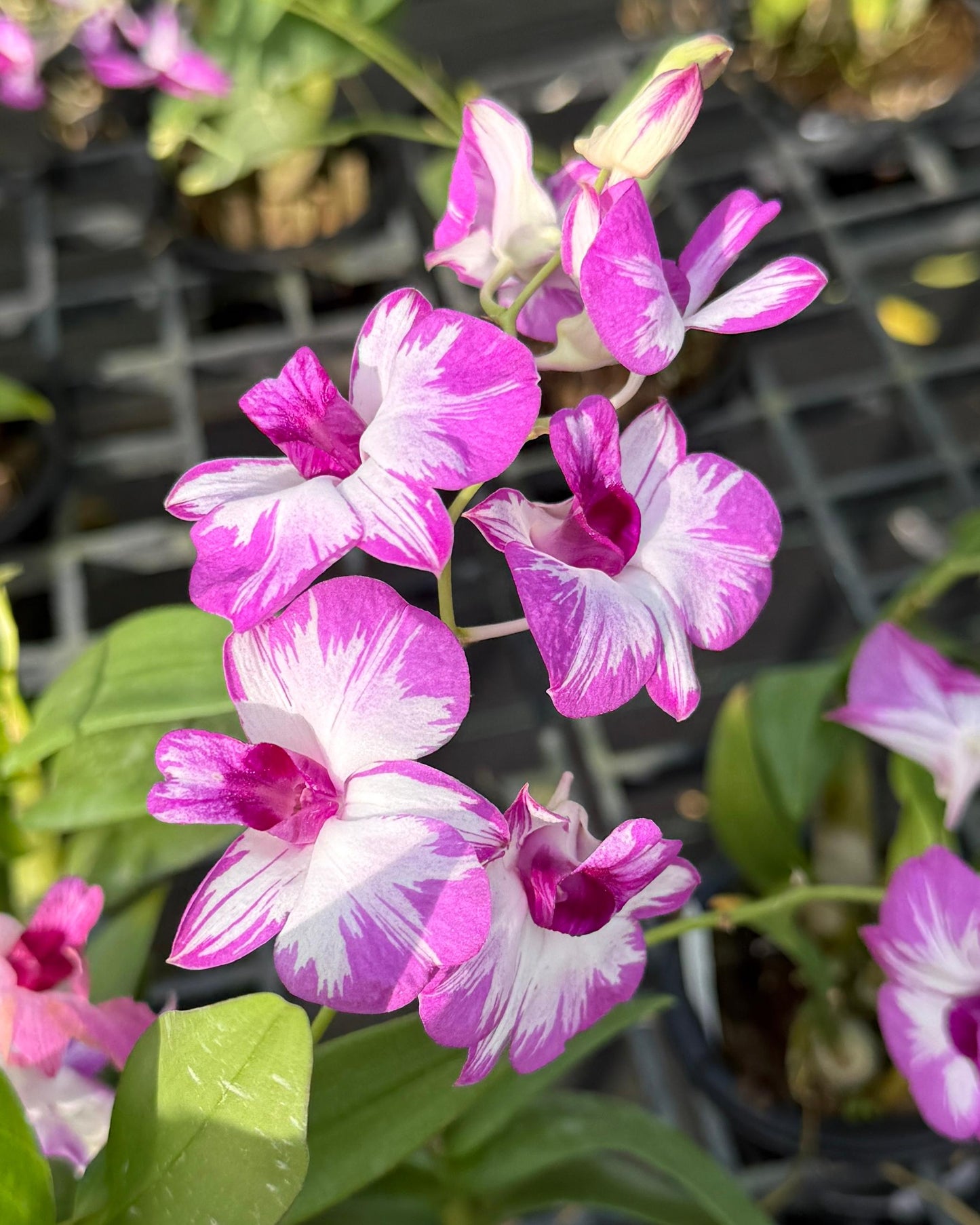 Dendrobium Mini Splash