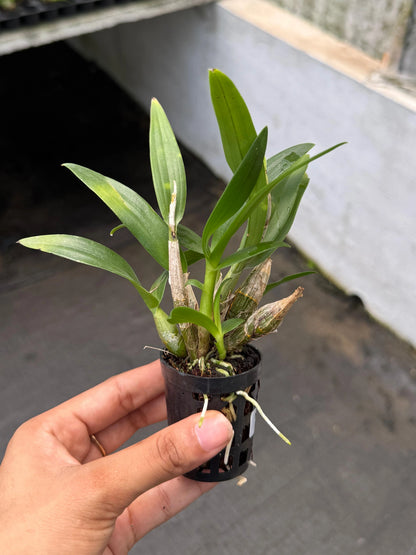 Dendrobium Mini Pink