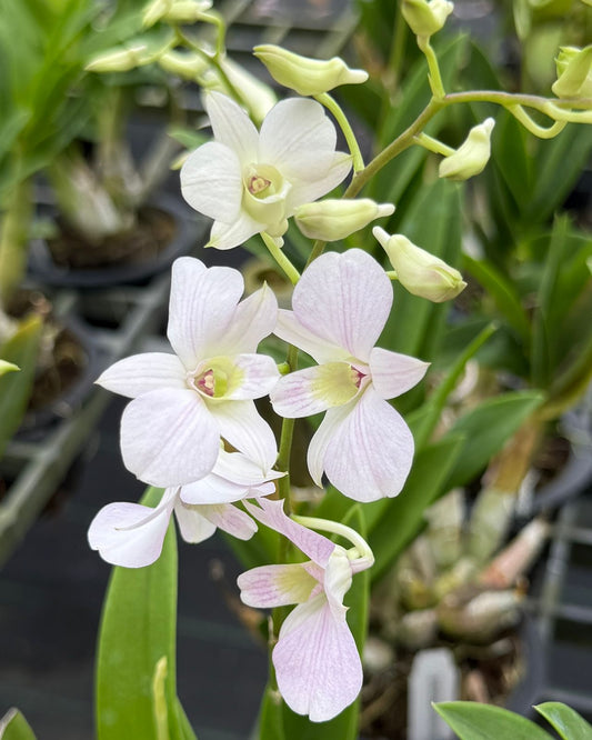 Dendrobium Mini White (K 189)