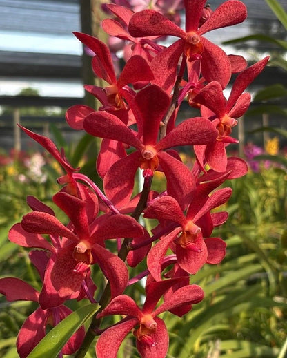 Mokara Mudang Red