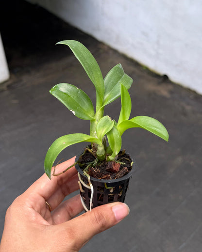 Dendrobium Morning Sun