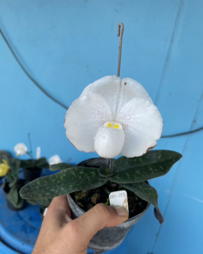 Paphiopedilum Niveum