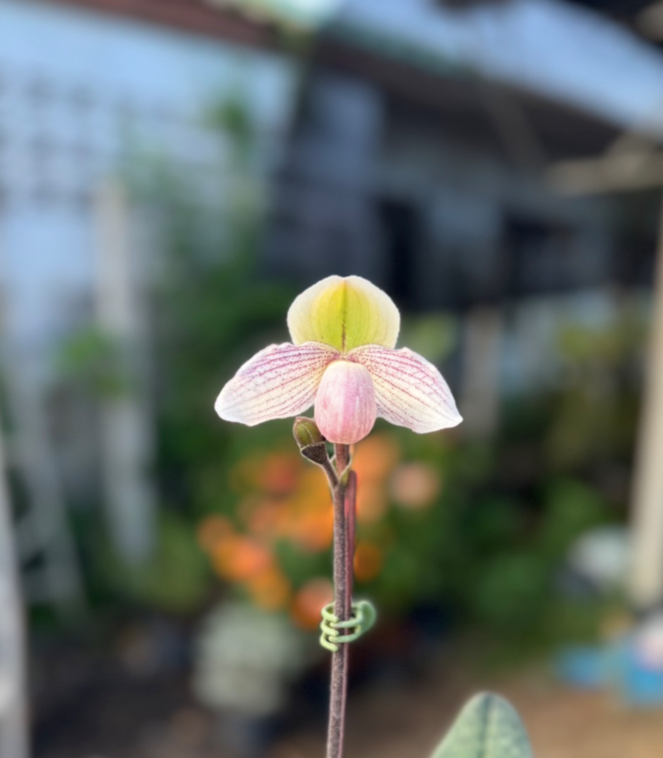 Paphiopedilum Niveum x Liemianum