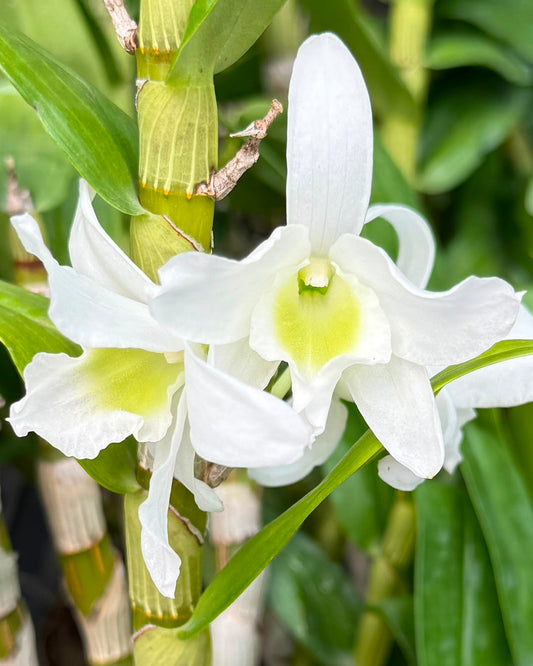 Dendrobium Nobile White Green Lip