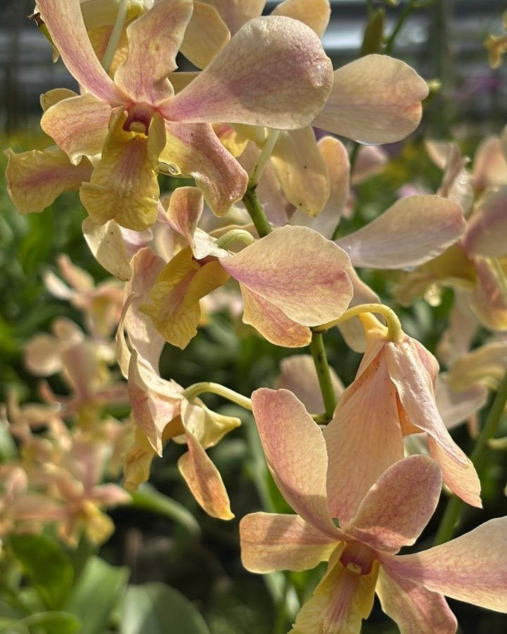 Dendrobium O Rose
