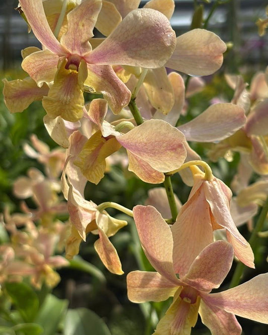 Dendrobium O Rose