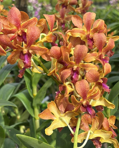 Dendrobium Orange Purple  Lip (6 inch potted)