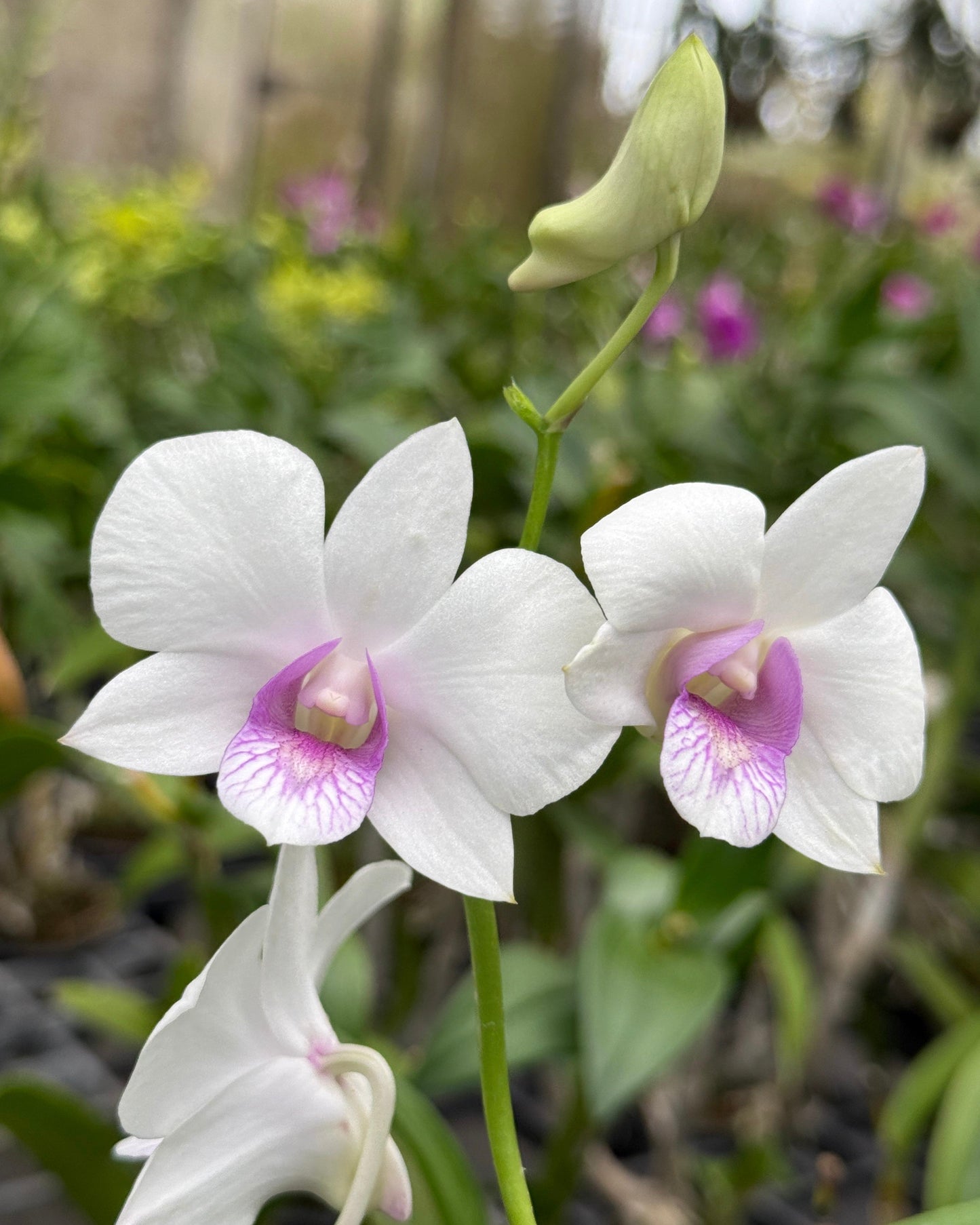 Dendrobium White Pink Lip