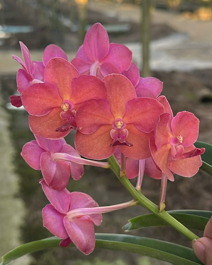 Vanda Kob Fah x Pine River (Ruby)