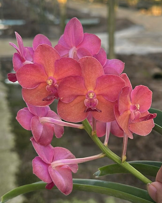 Vanda Kob Fah x Pine River (Ruby)
