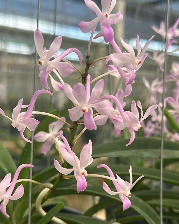 Vandachostylis Lou Sneary Pink