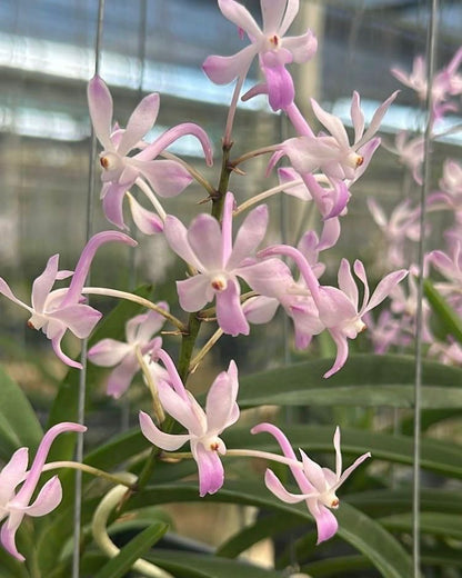Vandachostylis Lou Sneary Pink