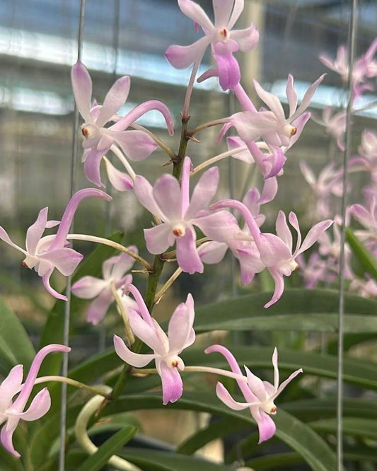 Vandachostylis Lou Sneary Pink