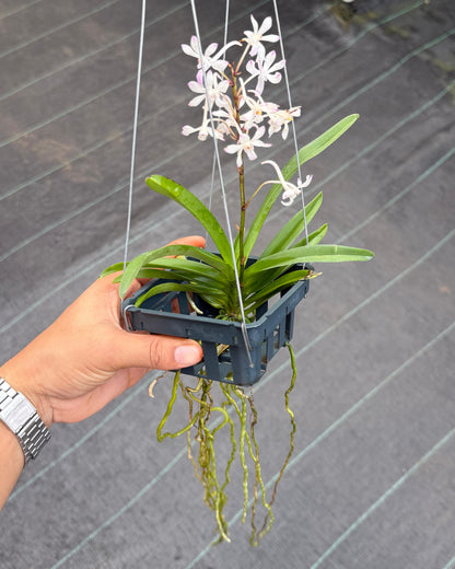 Vandachostylis Lou Sneary Pink