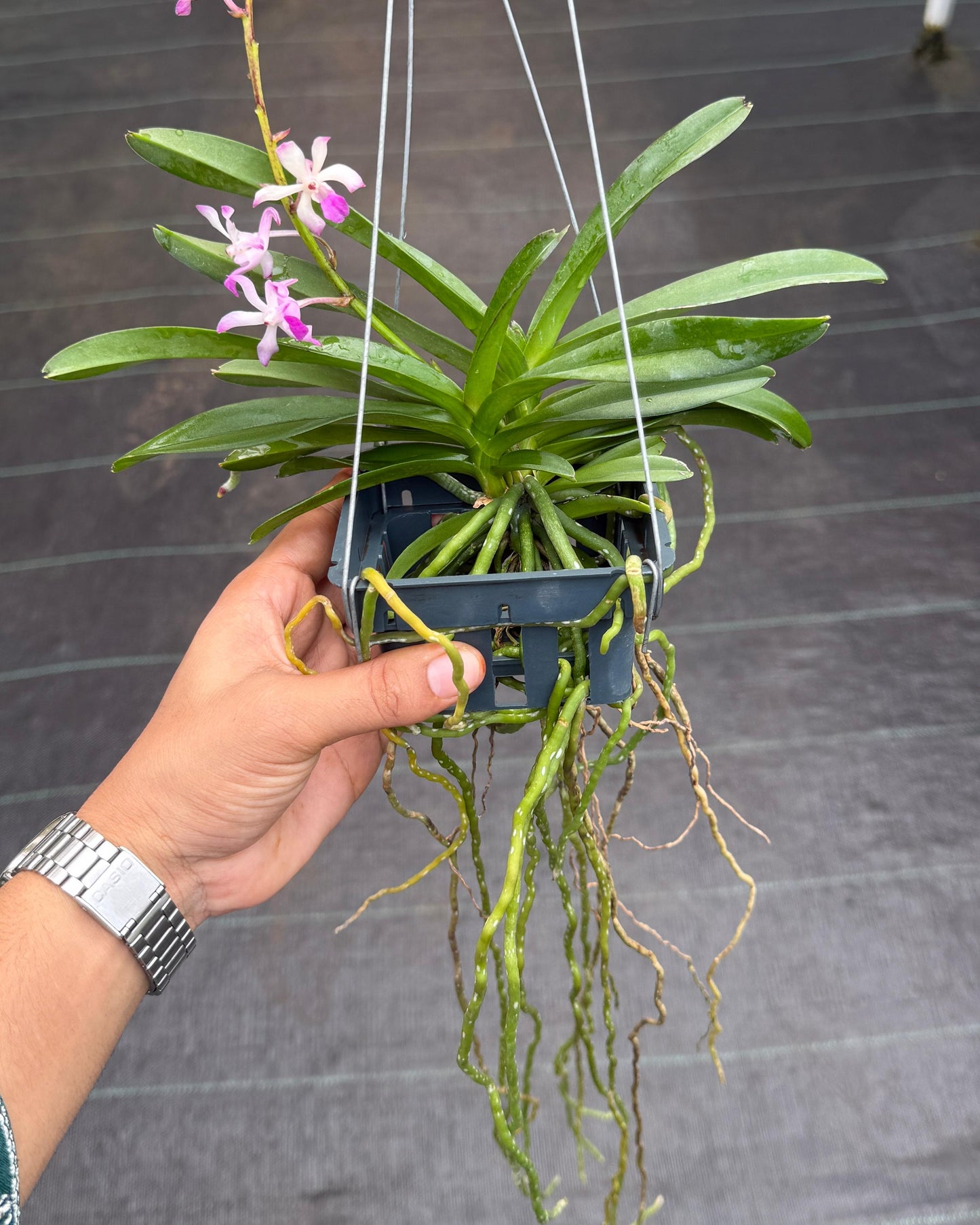 Vanda Lou Sneary Pink (Multihead)