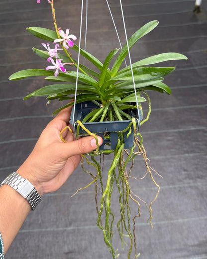 Vanda Lou Sneary Pink (Multihead)