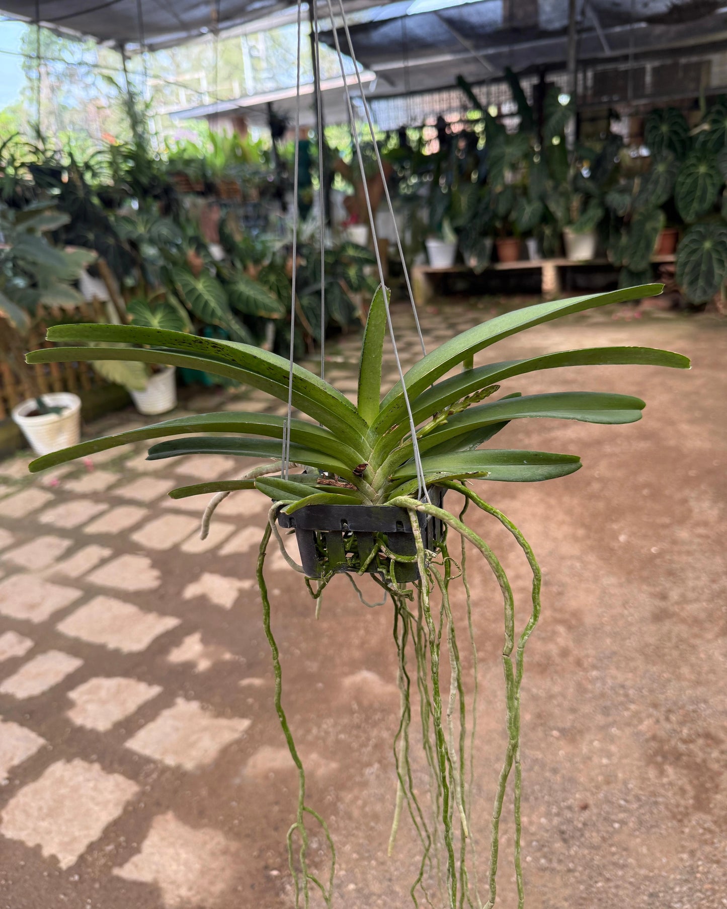 Vanda Lilac Blossom