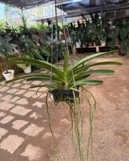 Vanda Lilac Blossom