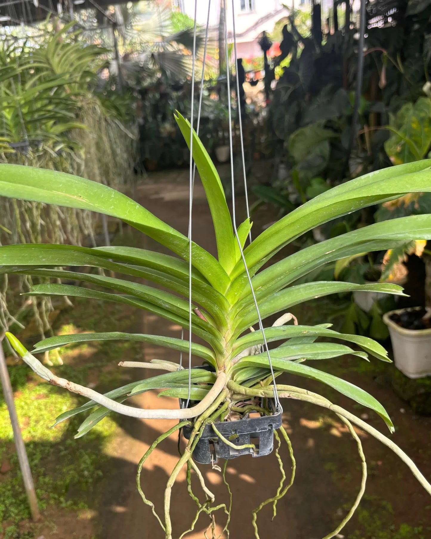 Vanda Ami x Somthawil