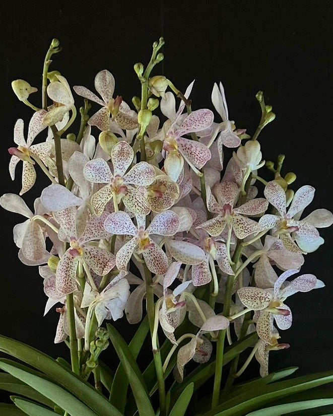 Mokara Panda White