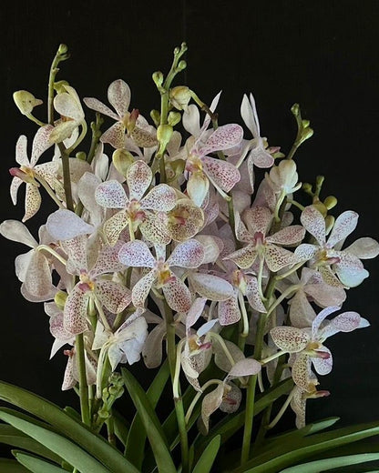 Mokara Panda White