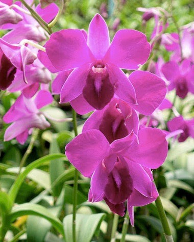Dendrobium Panjarat Pink