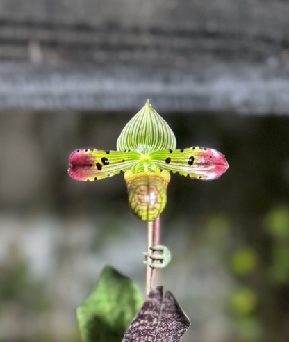 Paphiopedilum Venustum