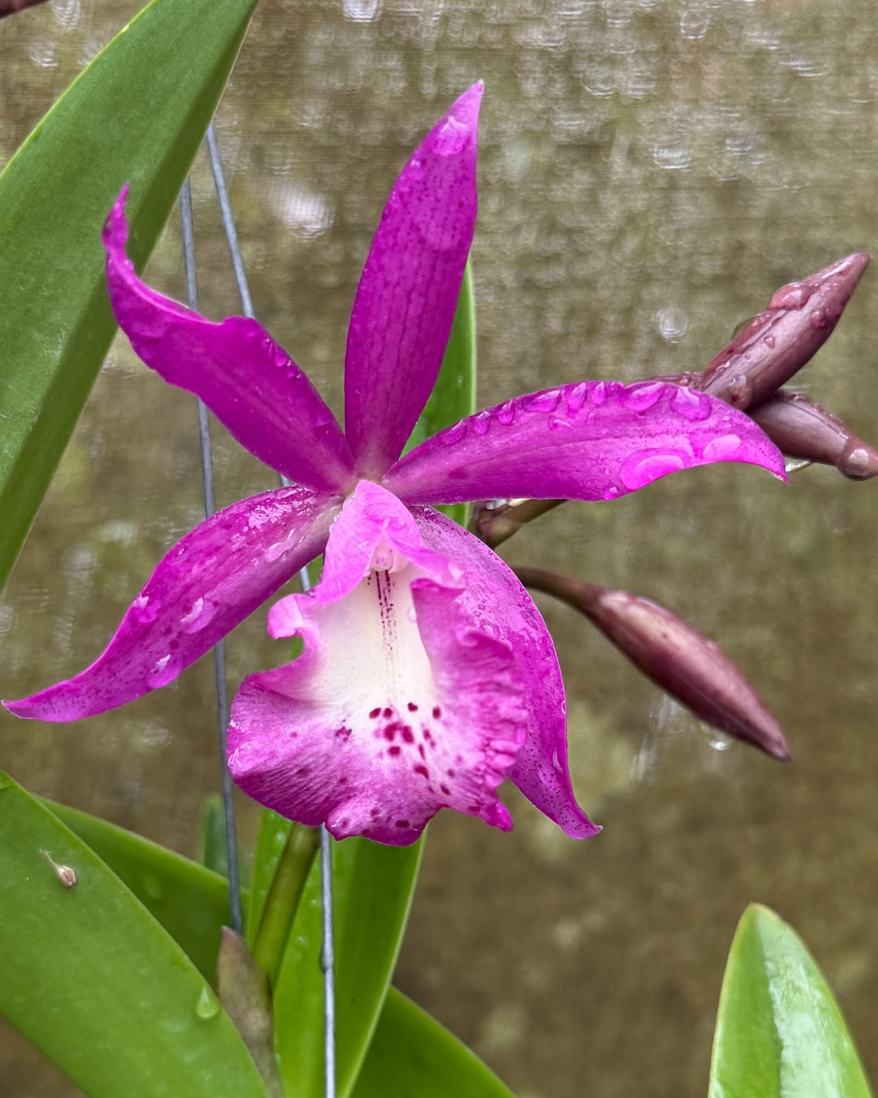 Cattleya Pink Jaguar