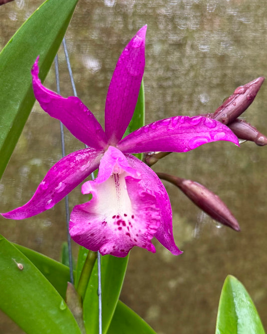 Cattleya Pink Jaguar
