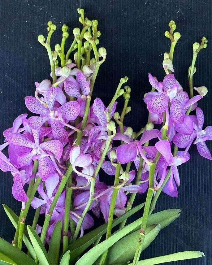 Mokara Pink Saphire