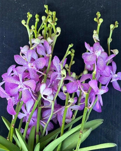 Mokara Pink Saphire