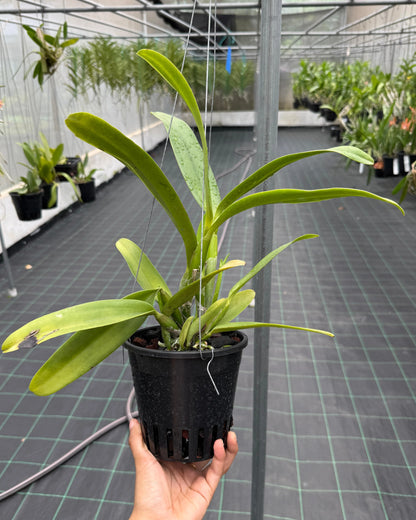 Cattleya Ploenpit Crown Amazing