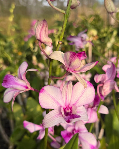 Dendrobium Popeye