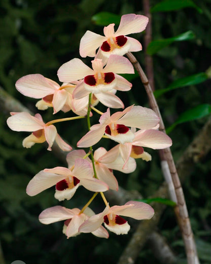 Dendrobium Pulchellum