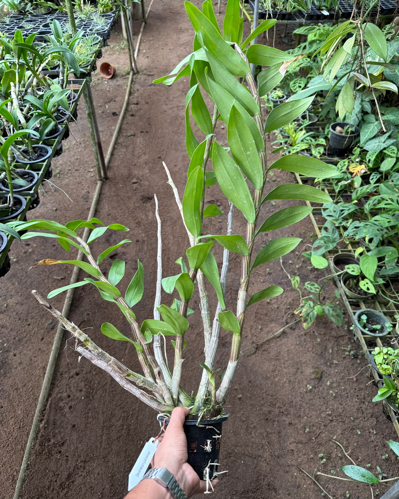 Dendrobium Pulchellum