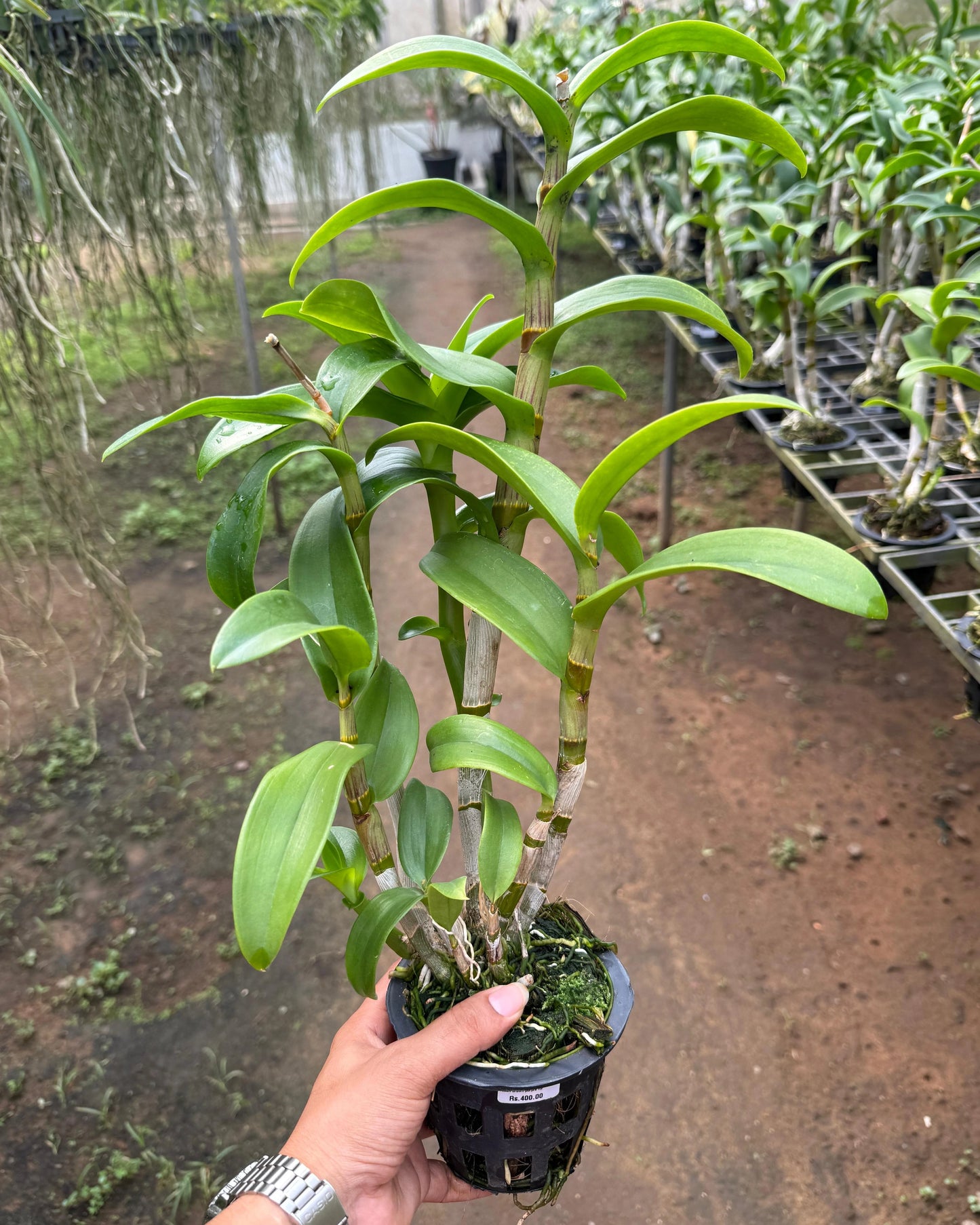 Dendrobium Rabbit Brown Purple Lip