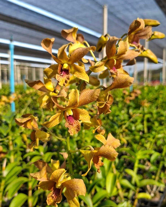 Dendrobium Rabbit Brown Purple Lip
