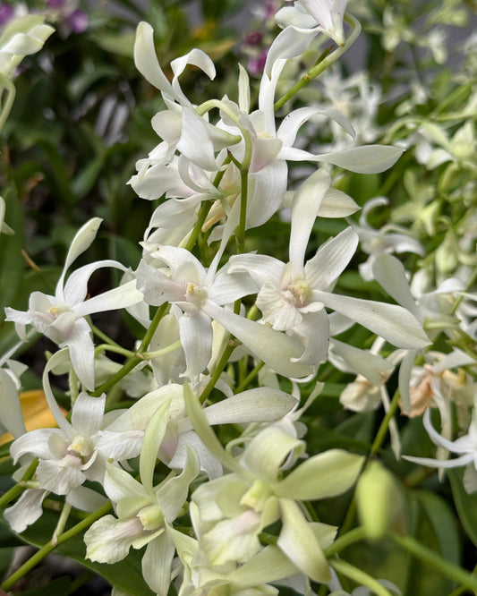 Dendrobium White Rabbit