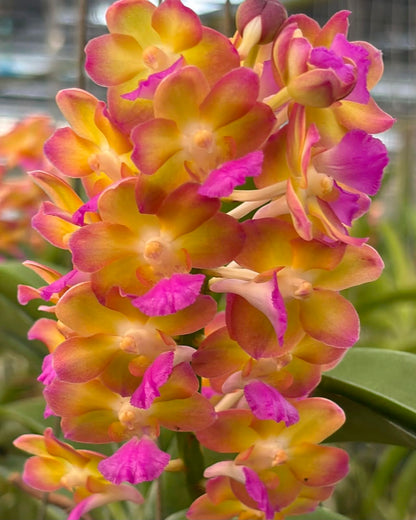 Vanda Rapeepath