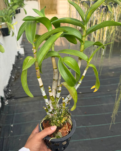 Dendrobium Red Twist