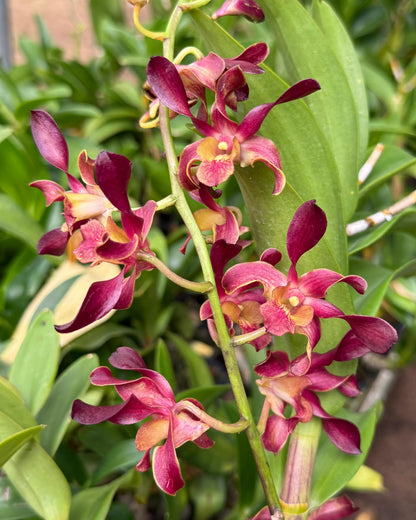 Dendrobium Red Twist