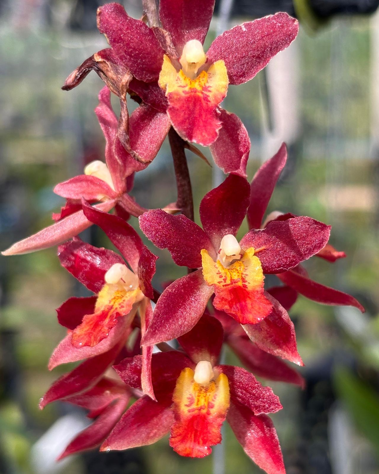 Oncidium Rodridenia Woon Leng Red Gem