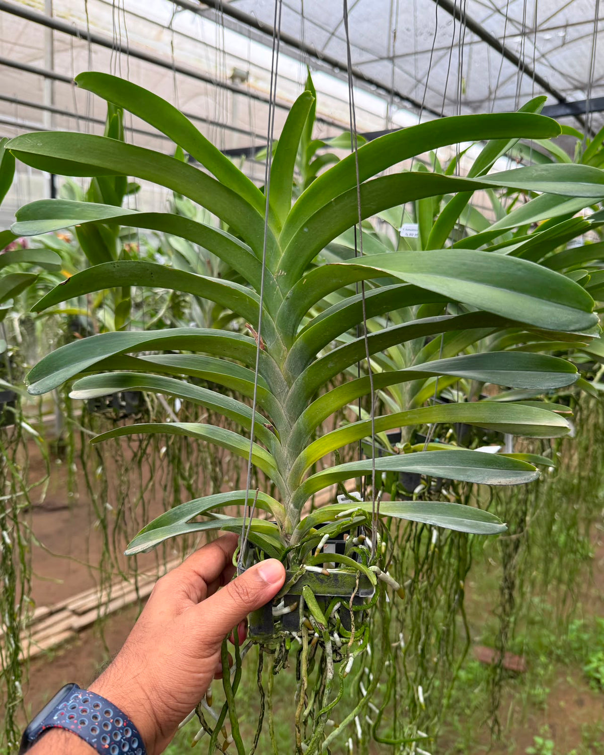 Vanda Rothschildiana