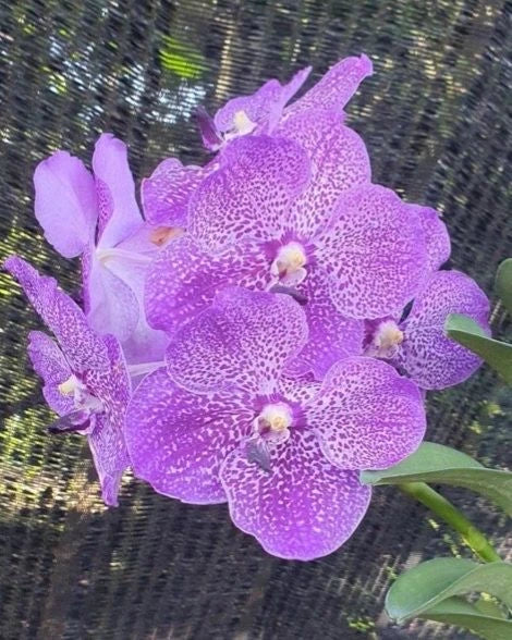 Vanda Saowapa Diamond