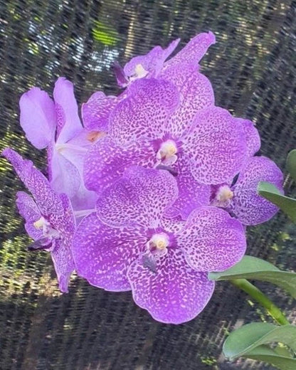 Vanda Saowapa Diamond