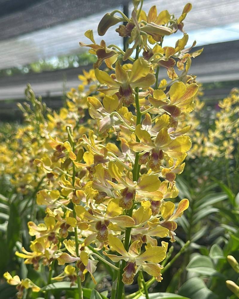 Dendrobium SNO Yellow