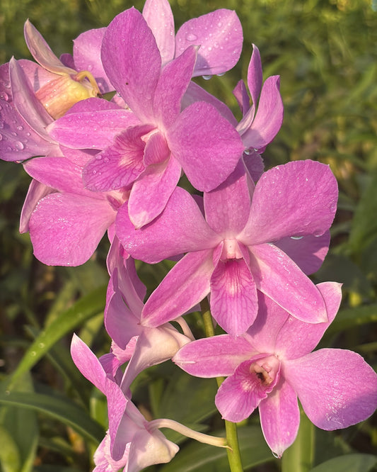 Dendrobium Soft Pink (6 inch potted) orchid