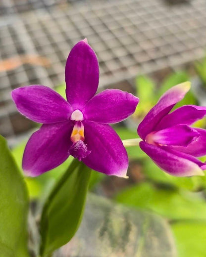 Phal. Speciosa Sky Blue x Phal. Violacea Indigo